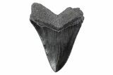 Serrated, Fossil Megalodon Tooth - South Carolina #362199-1